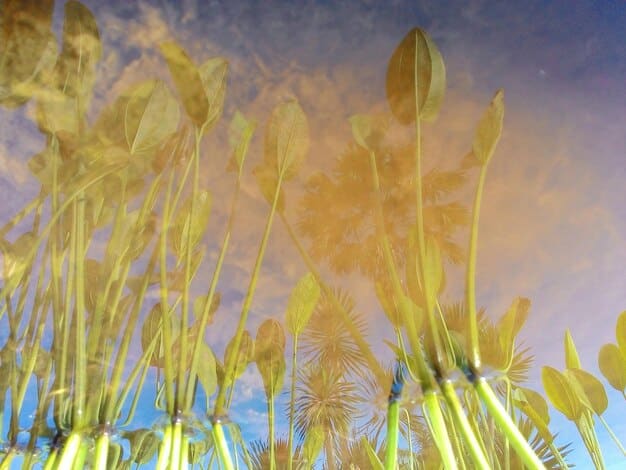 A serene freshwater wetland with cattails and water lilies, reflecting a diverse array of green trees under a soft, diffused light, illustrating natural water filtration.