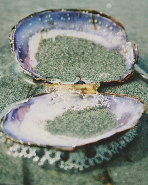 A detailed microscopic image of a healthy oyster shell alongside a shell visibly corroded by acidic conditions, illustrating the direct impact on calcifying organisms.