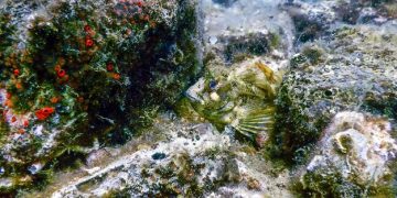How Climate Change Drives Ocean Acidification & US Fisheries Impact - Cover Image
