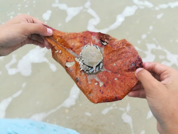A close-up shot of a fisherman's hands, weathered by the sea, carefully sorting a recent catch of shellfish, symbolizing the human connection and economic dependence on healthy marine ecosystems.