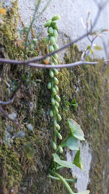 Close-up of an invasive plant species, possibly kudzu or an aggressive vine, rapidly covering native flora, with the background showing signs of drought or environmental stress, symbolizing accelerated growth due to climate change.