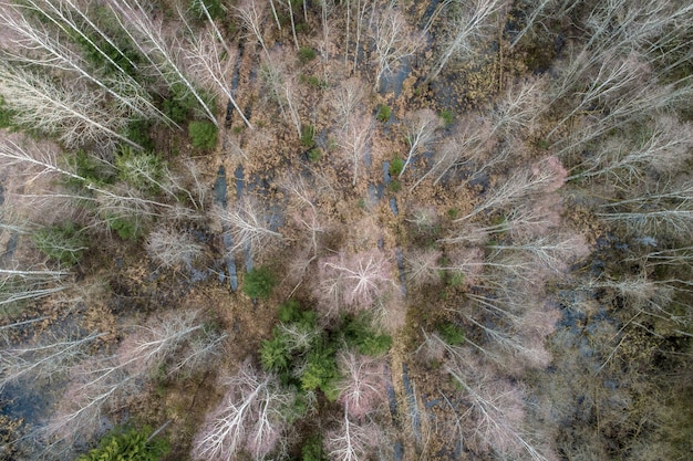 A drone shot capturing the visual impact of an invasive species, like dense patches of water hyacinth or giant salvinia, choking a serene US lake or river. The surrounding landscape shows subtle signs of environmental change, like stressed riparian vegetation.