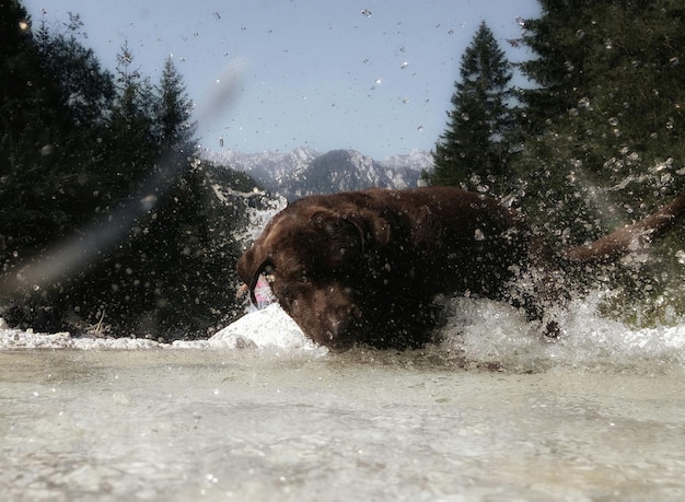 Climate Change’s Impact on US Wildlife: Distribution & Abundance Revealed