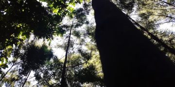 Climate Change's Impact on US Forests & Carbon Sequestration - Cover Image