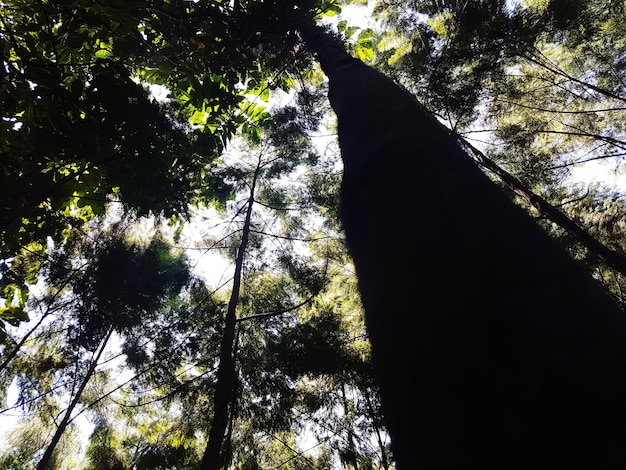 Climate Change’s Impact on US Forests & Carbon Sequestration