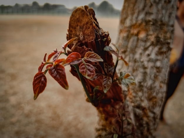 A close-up of a tree suffering from drought stress, with wilting leaves or needles turning brown, illustrating the direct impact of climate change on tree health.