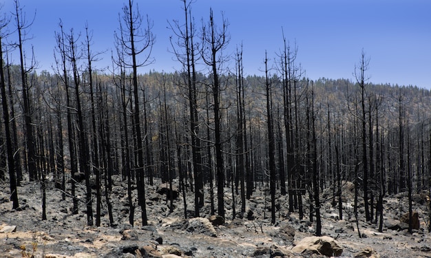 A charred, dead forest after a wildfire, emphasizing the destructive impact of climate change on forest ecosystems and the loss of carbon storage.