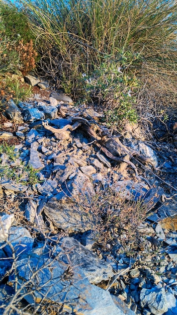 A dry riverbed with exposed rocks and minimal water flow in a mountainous region, framed by sparse vegetation and clear blue skies, illustrating severe drought impact from melted snowpack.