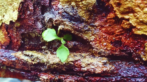 A detailed shot of an active compost pile steaming slightly on a cool morning, indicating healthy microbial activity and decomposition, with visible layers of brown and green materials.