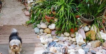 Sustainable Landscaping: Water-Saving, Wildlife-Friendly Yards - Cover Image