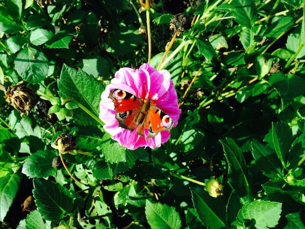 A close-up of a vibrant, pollinator-friendly garden bed featuring various native flowering plants, with several bees and butterflies actively feeding.