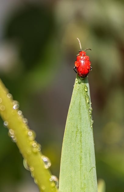 A close-up of a small, vibrant ladybug crawling on a lush, green organic leaf on a farm, symbolizing healthy ecosystems and natural pest control.