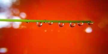 Water-Efficient Irrigation: Save Water, Boost Plant Health with Drip Systems - Cover Image