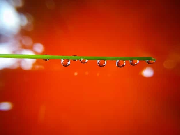 Water-Efficient Irrigation: Save Water, Boost Plant Health with Drip Systems