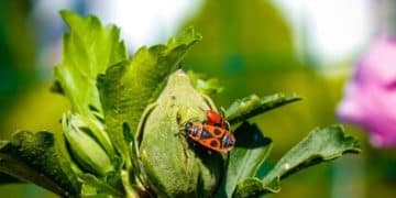 Sustainable Pest Control: Your Organic Guide to a Chemical-Free Home & Garden - Cover Image